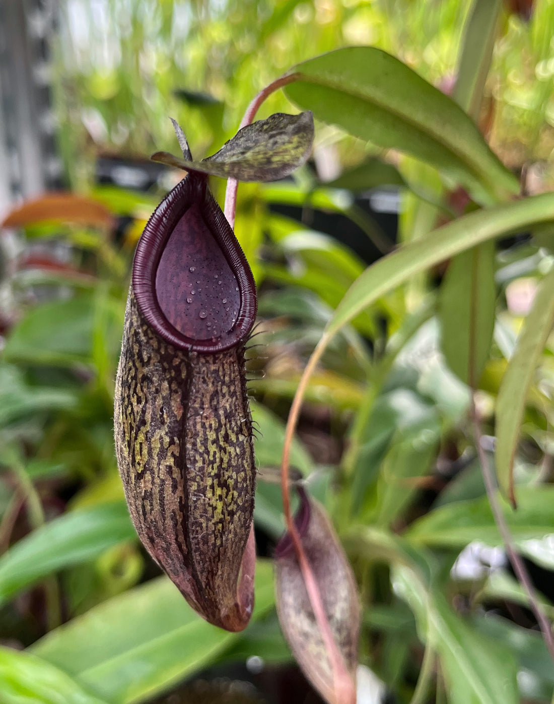 Nepenthes ramispina x aristolochioides BE-3926
