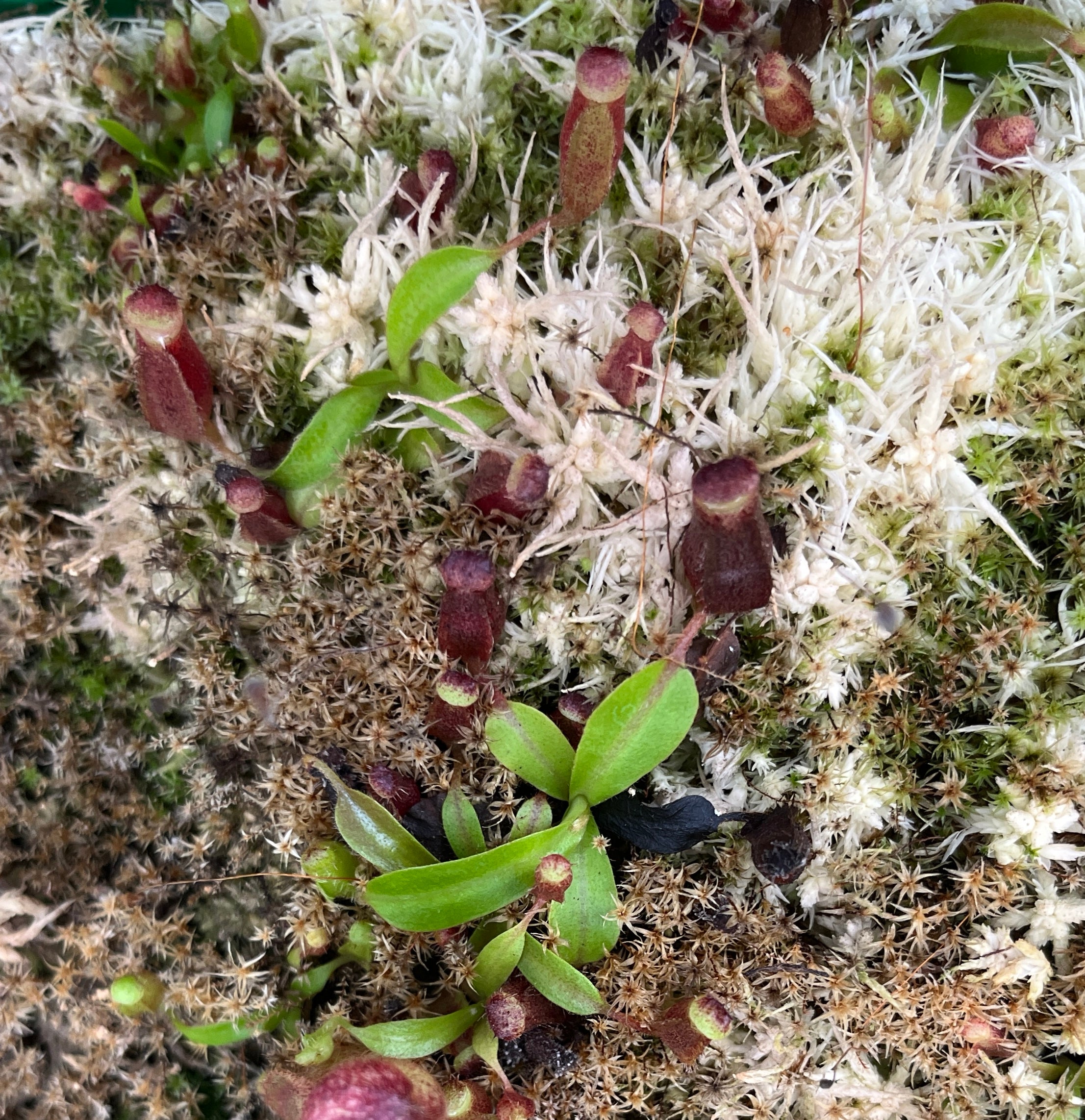 Nepenthes mollis x veitchii - seedgrown - Sämlinge
