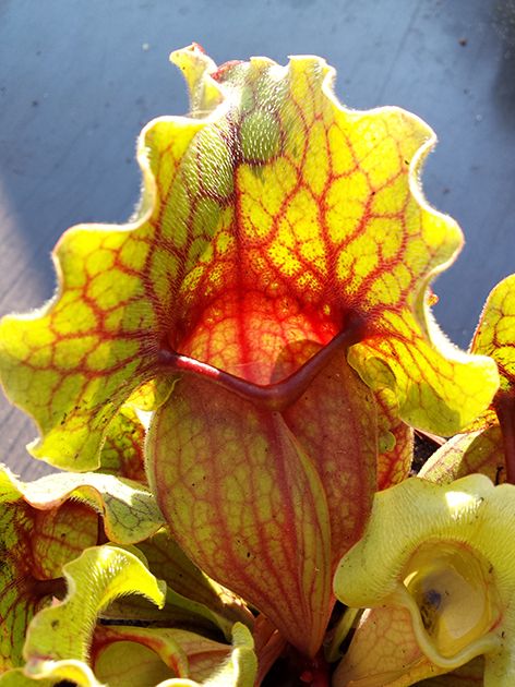 Sarracenia Purpurea ssp. Venosa &quot;Big Form&quot; Klon 3