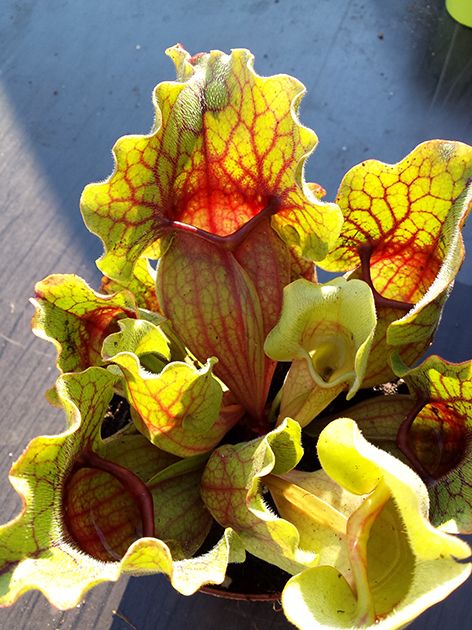 Sarracenia Purpurea ssp. Venosa &quot;Big Form&quot; Klon 3