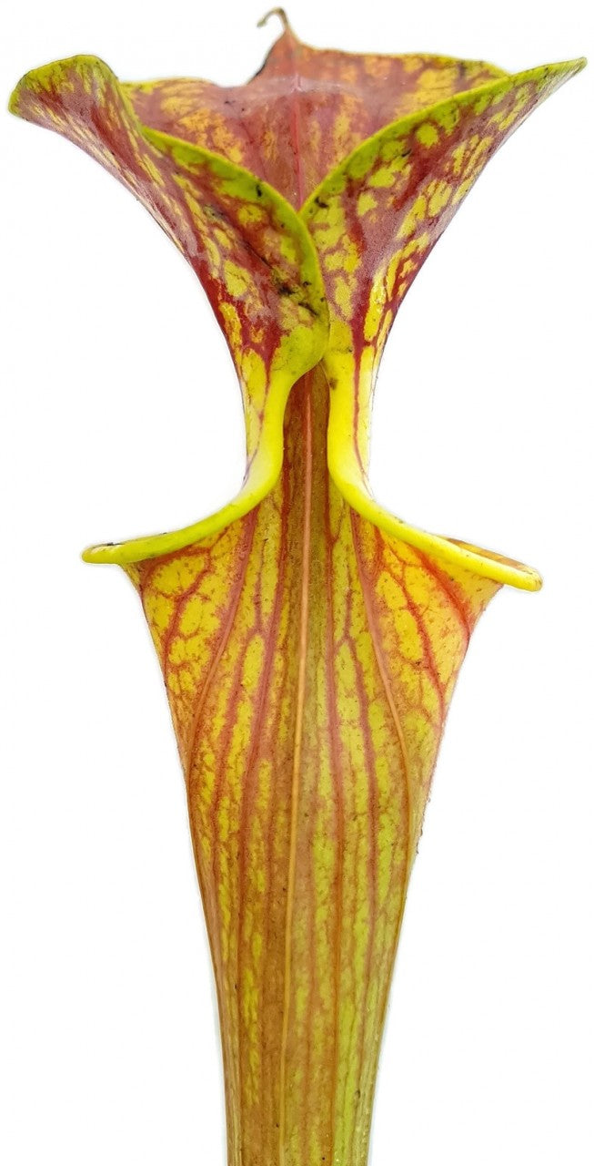 Sarracenia Flava var. Ornata Sandy Creek, Bay County, Florida