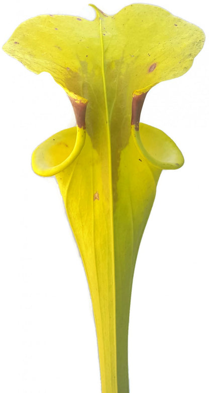 Sarracenia flava var. rugelii Milton, Santa Rosa County, Florida MK F17