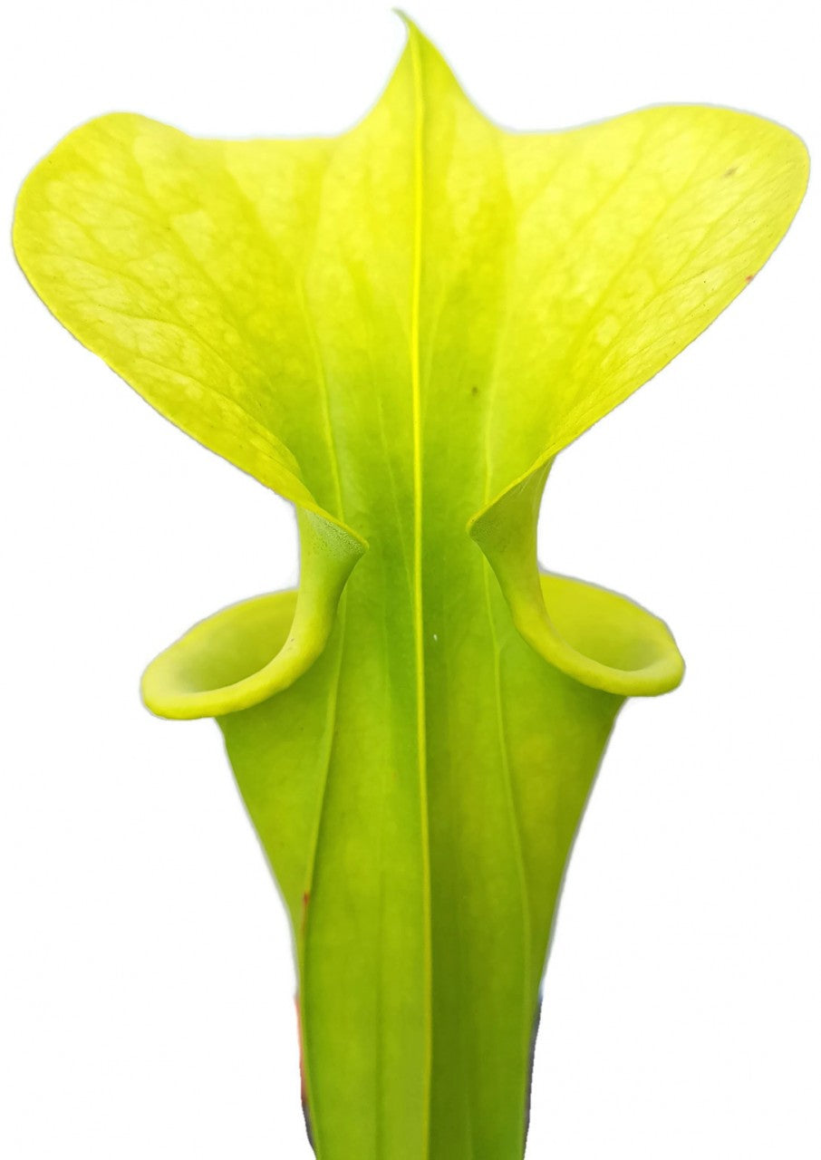 Sarracenia Flava &quot;Orange Flower&quot;