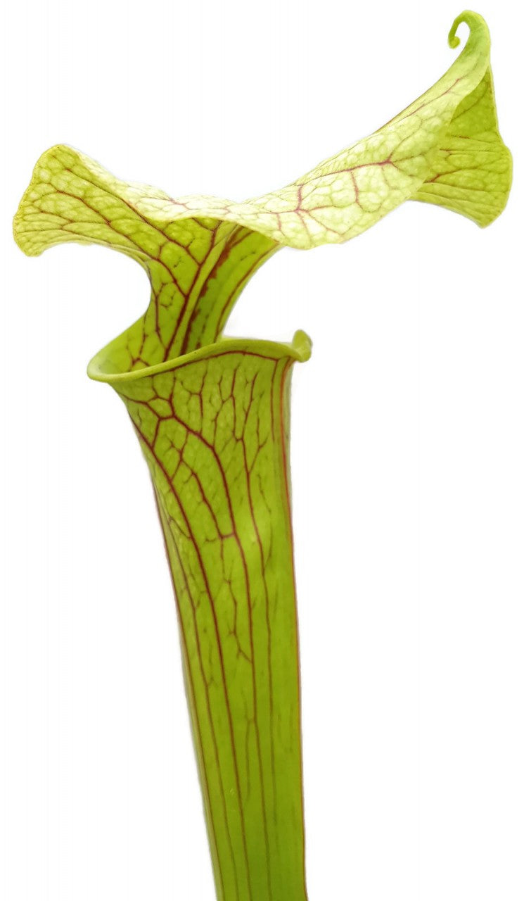 Sarracenia Flava - Veined &quot;Peach Blush Flower&quot;