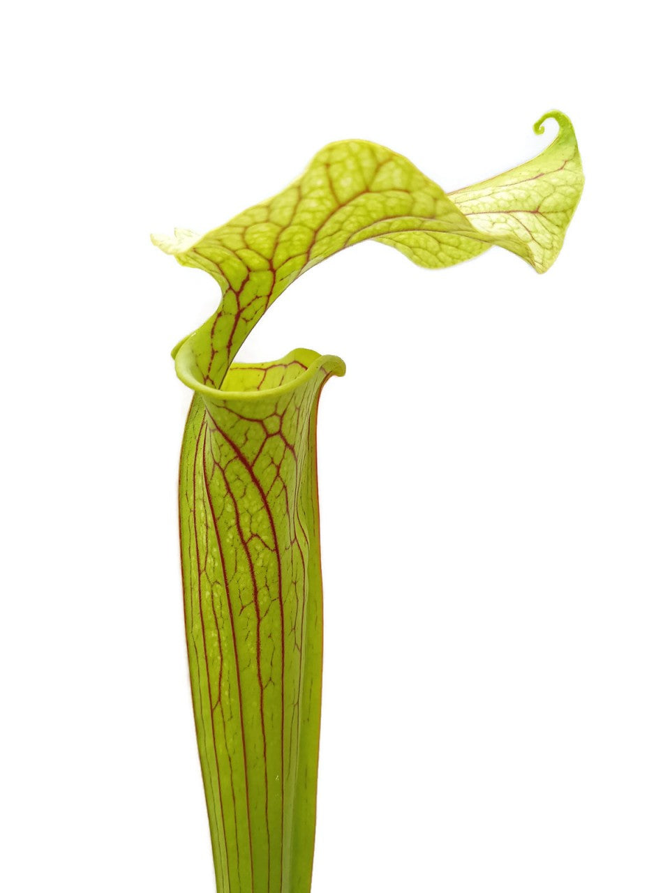 Sarracenia Flava - Veined &quot;Peach Blush Flower&quot;