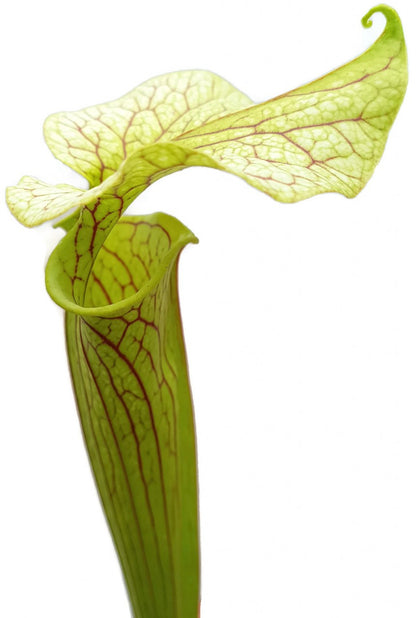 Sarracenia Flava - Veined &quot;Peach Blush Flower&quot;