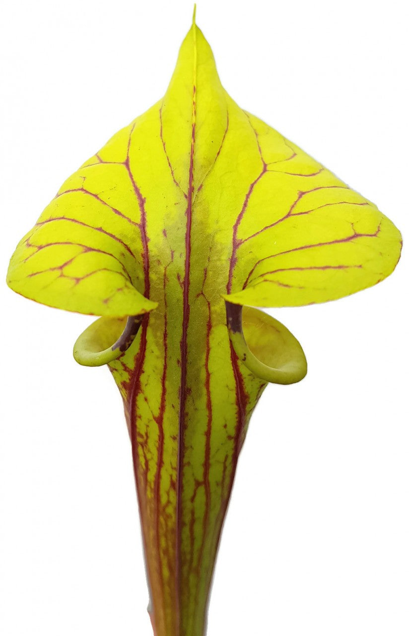 Sarracenia Flava var. Rubricorpora