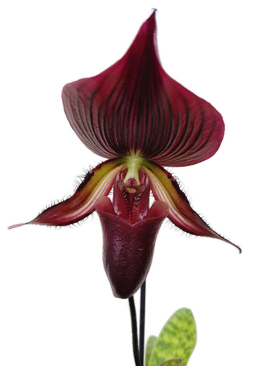 Orchidee - Paphiopedilum &quot;Vinicolor&quot;