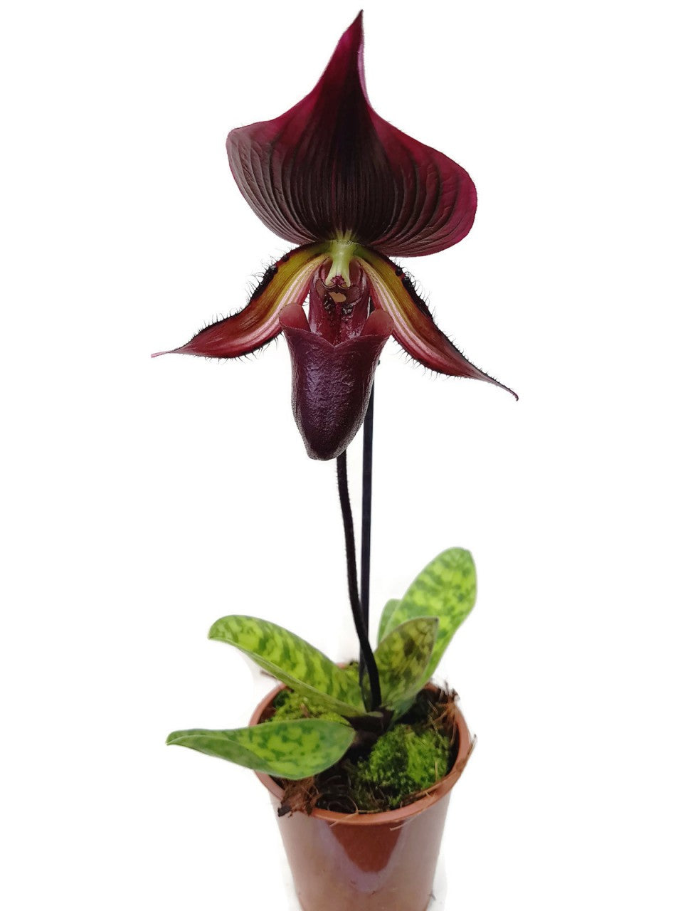 Orchidee - Paphiopedilum &quot;Vinicolor&quot;