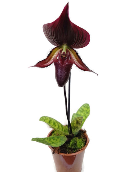 Orchidee - Paphiopedilum &quot;Vinicolor&quot;