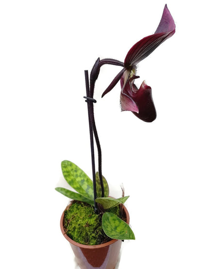 Orchidee - Paphiopedilum &quot;Vinicolor&quot;