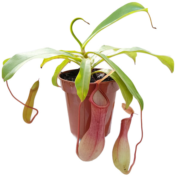 Nepenthes Set "Feed Me!" - für Beginner