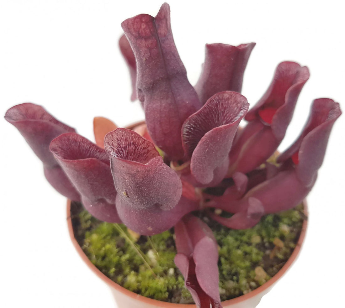 Sarracenia Purpurea ssp. Venosa &quot;Minor Black&quot; ex. Carow