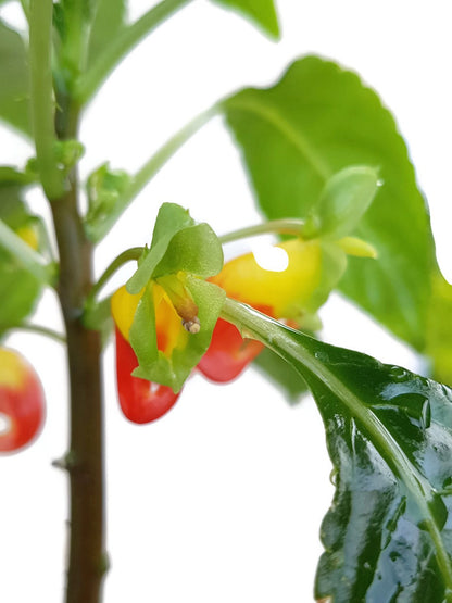 Impatiens niamniamensis - Kongo Lieschen