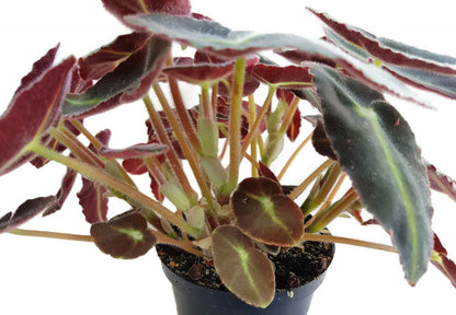 Begonia listada - Neonbegonie - Naturform