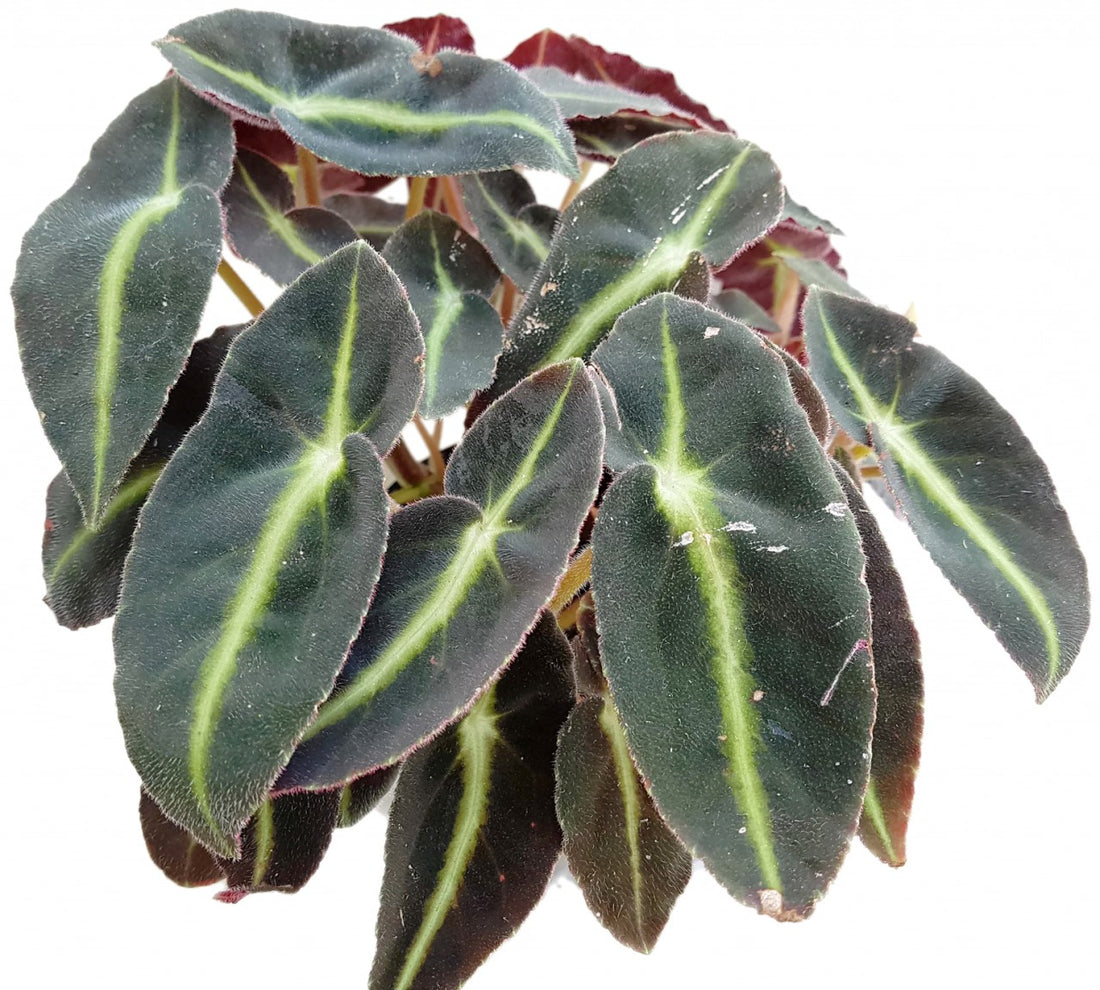 Begonia listada - Neonbegonie - Naturform