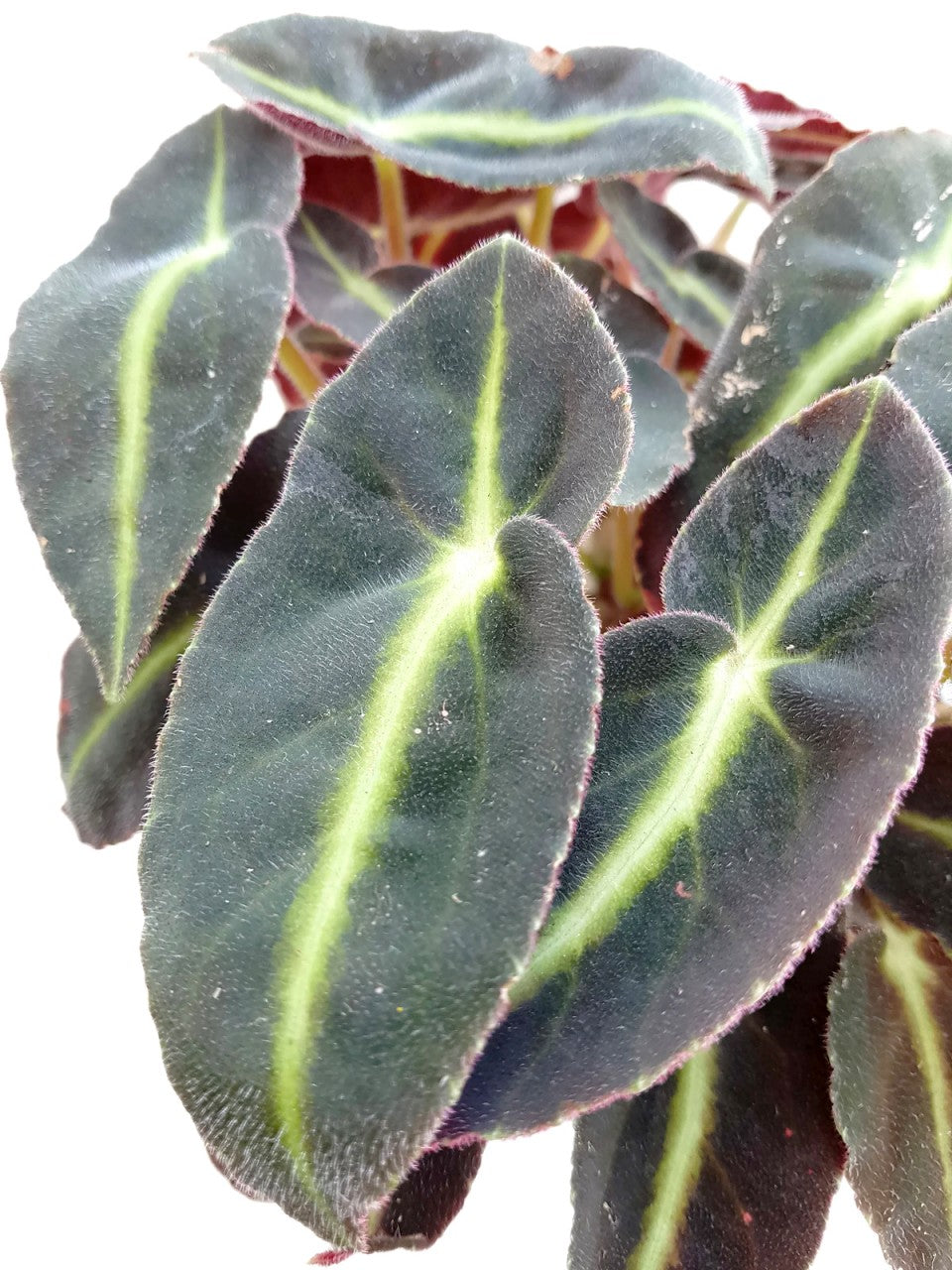 Begonia listada - Neonbegonie - Naturform