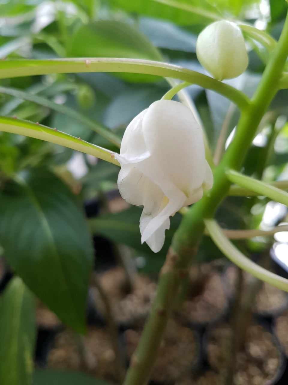 Impatiens kerriae - Knollen Kongolieschen