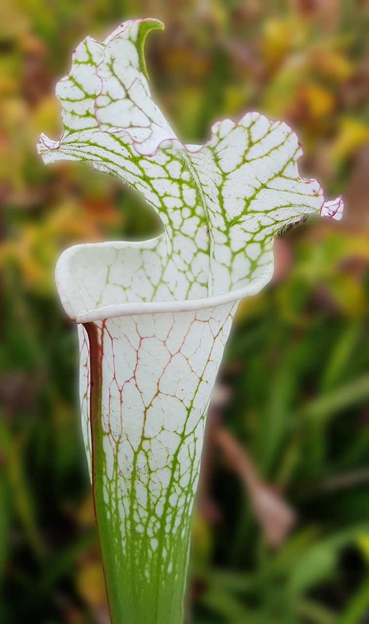 Sarracenia Leucophylla, Apalachicola - seedgrown - FB L01