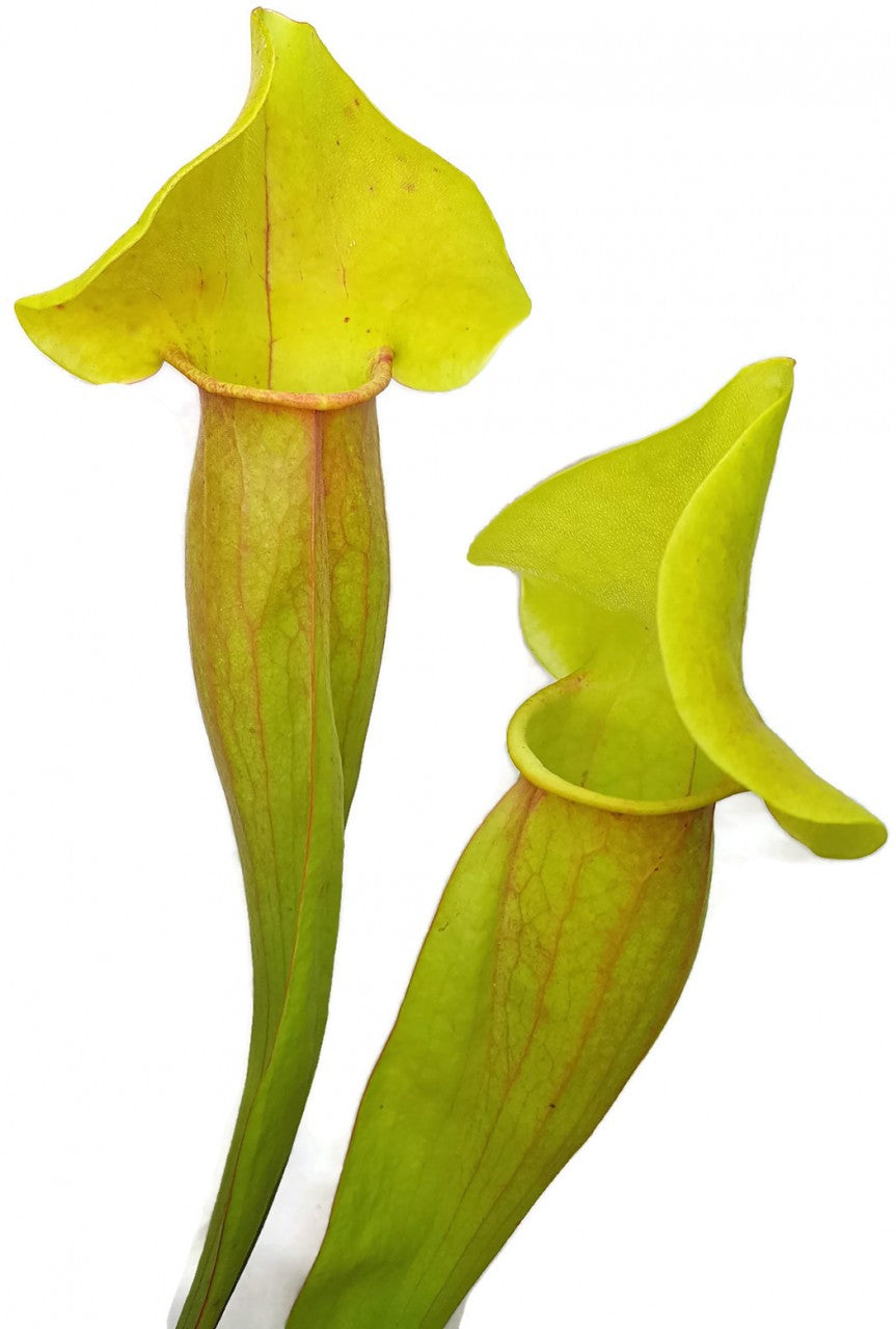 Sarracenia X Catesbaei (Flava x Puprurea) &quot;Reverse Veins&quot;