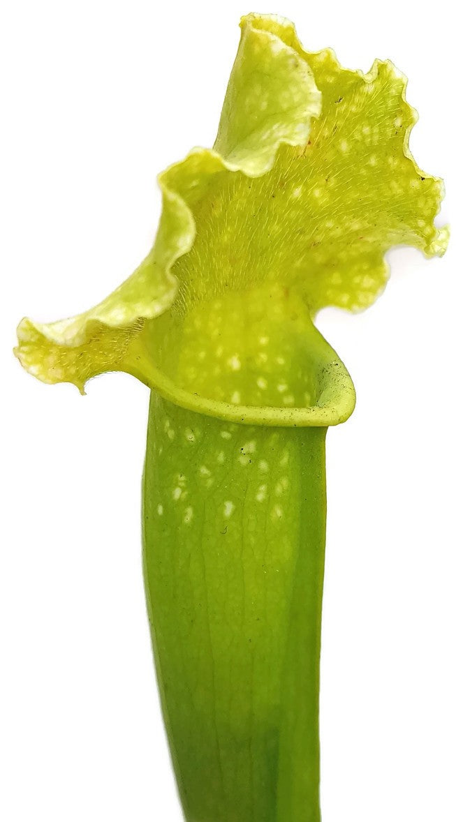 Sarracenia X Mitchelliana "Anthocyanfree"