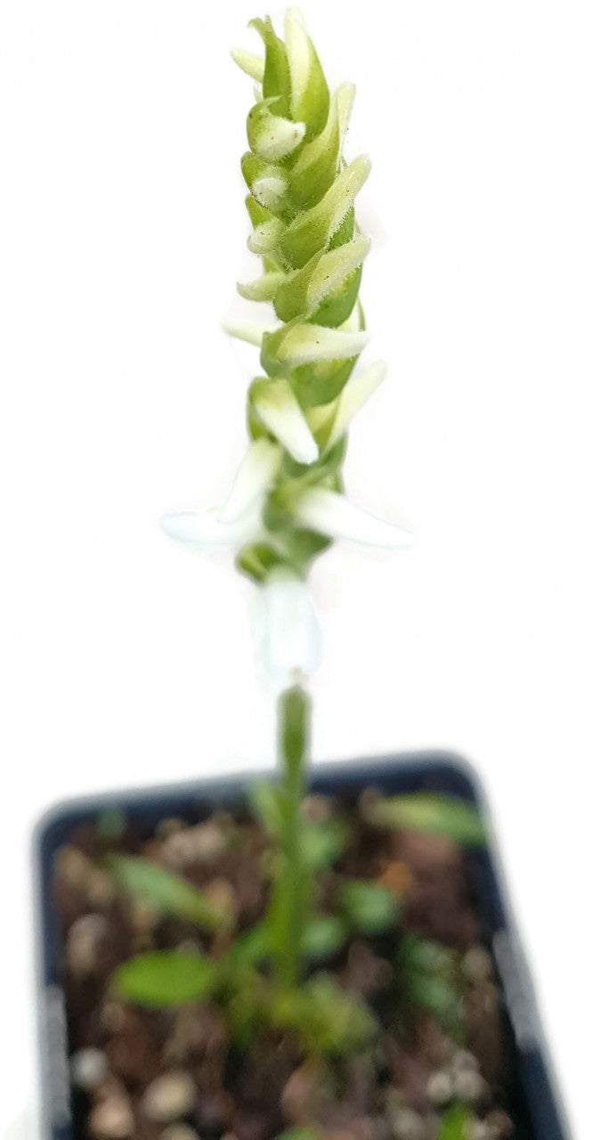 Spiranthes cernua "Chadd"s Ford" - Gartenorchidee
