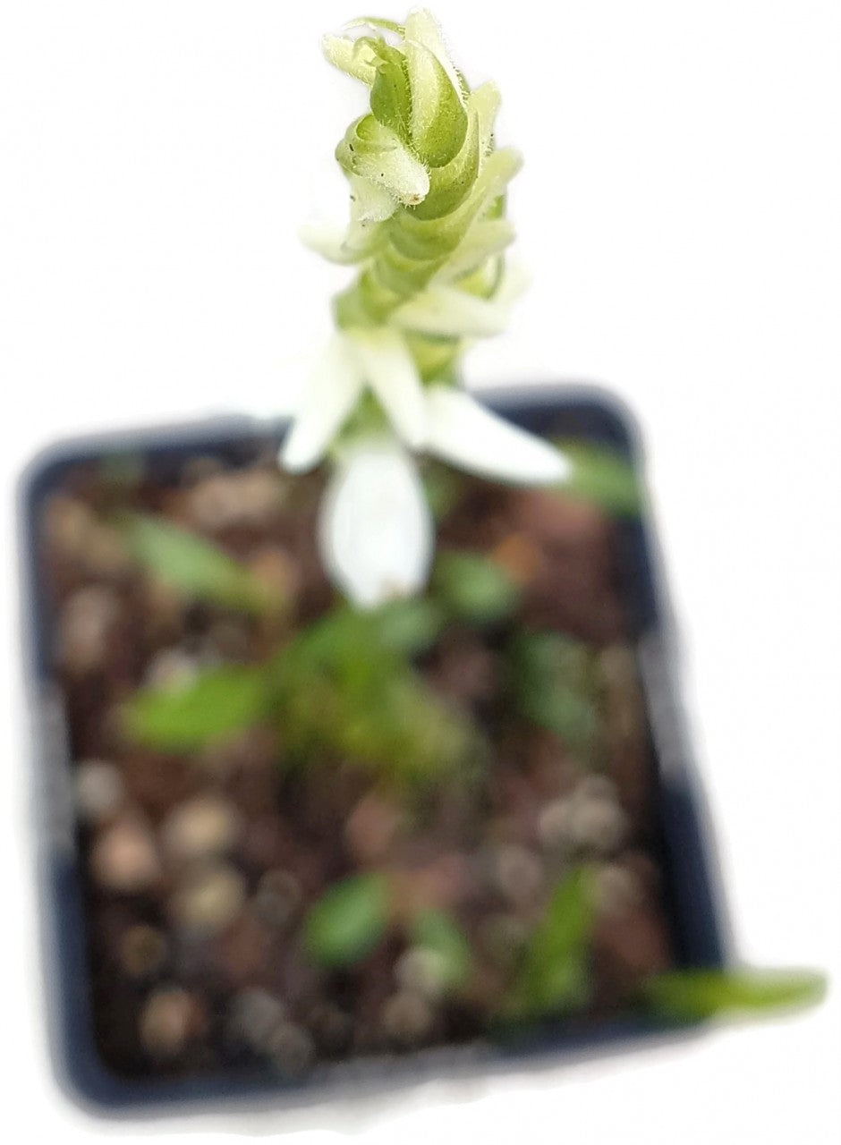 Spiranthes cernua "Chadd"s Ford" - Gartenorchidee