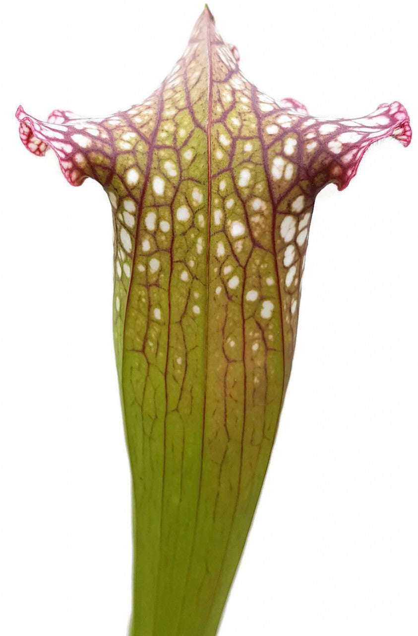 Sarracenia Leucophylla x &quot;Jutathip Soper&quot; Klon 1