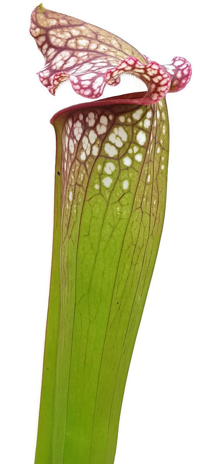 Sarracenia Leucophylla x &quot;Jutathip Soper&quot; Klon 1