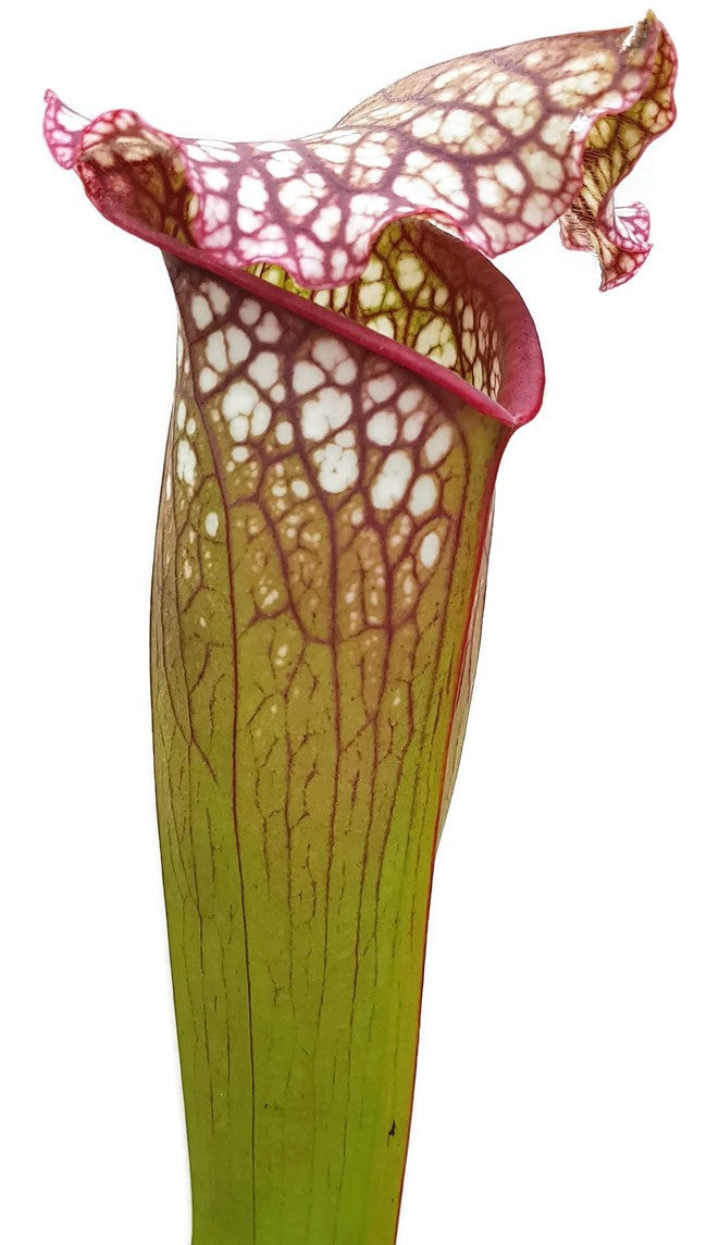 Sarracenia Leucophylla x &quot;Jutathip Soper&quot; Klon 1