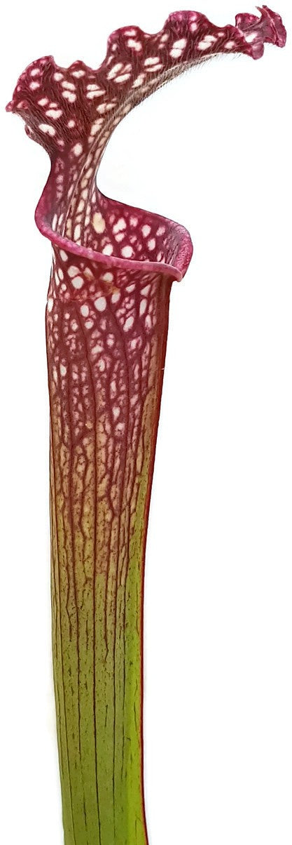 Sarracenia X Readii (Leucophylla X Rubra)