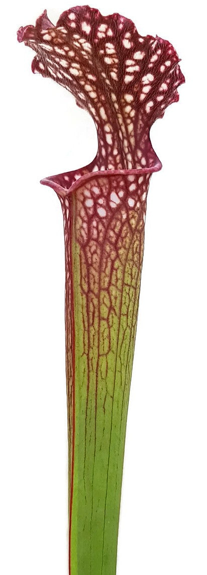 Sarracenia X Readii (Leucophylla X Rubra)