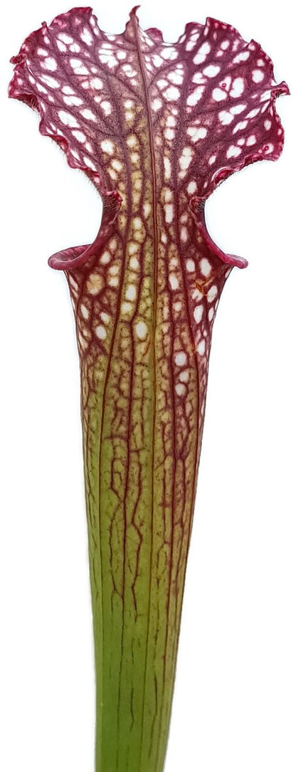 Sarracenia X Readii (Leucophylla X Rubra)