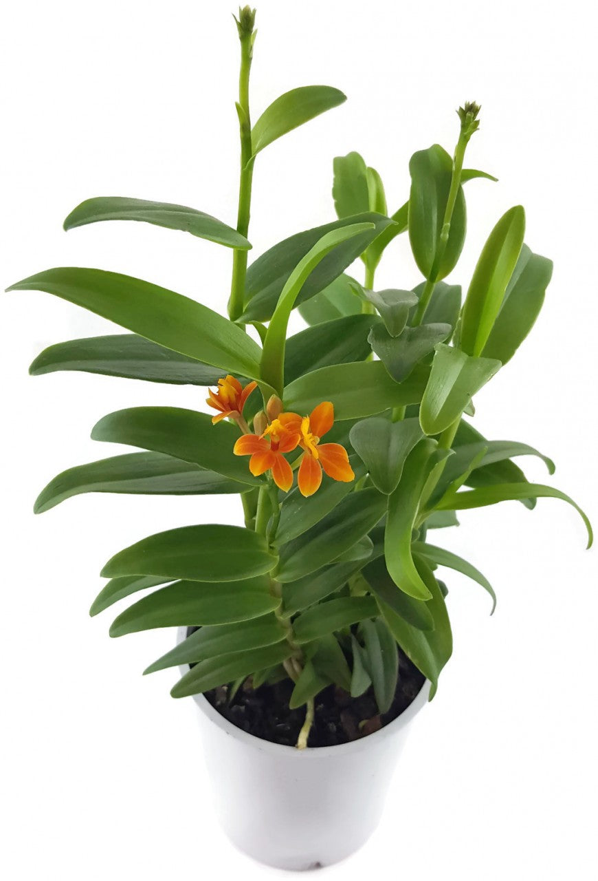 Epidendrum radicans - Schmetterlingsorchidee