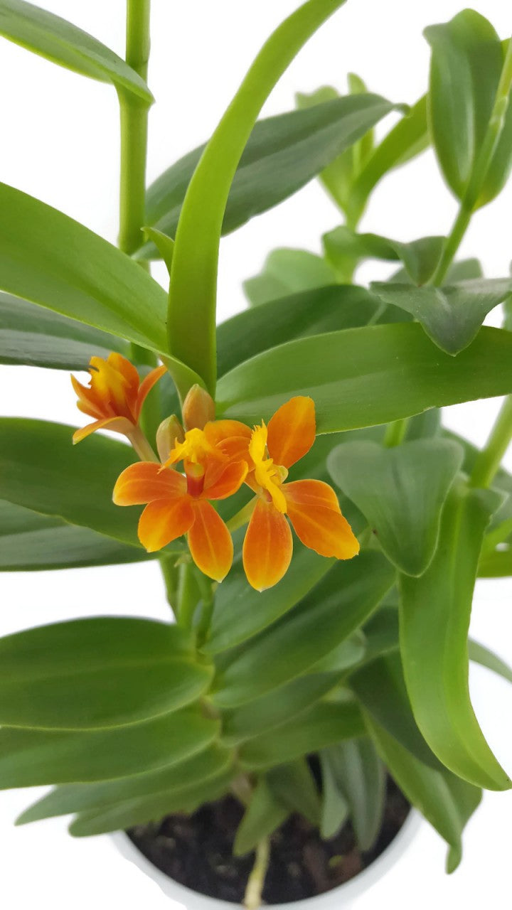 Epidendrum radicans - Schmetterlingsorchidee