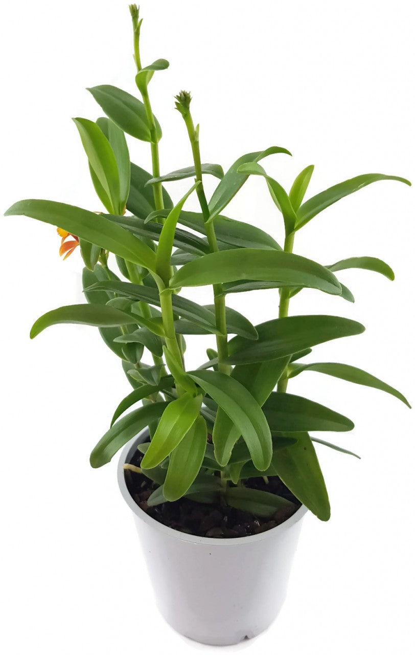 Epidendrum radicans - Schmetterlingsorchidee