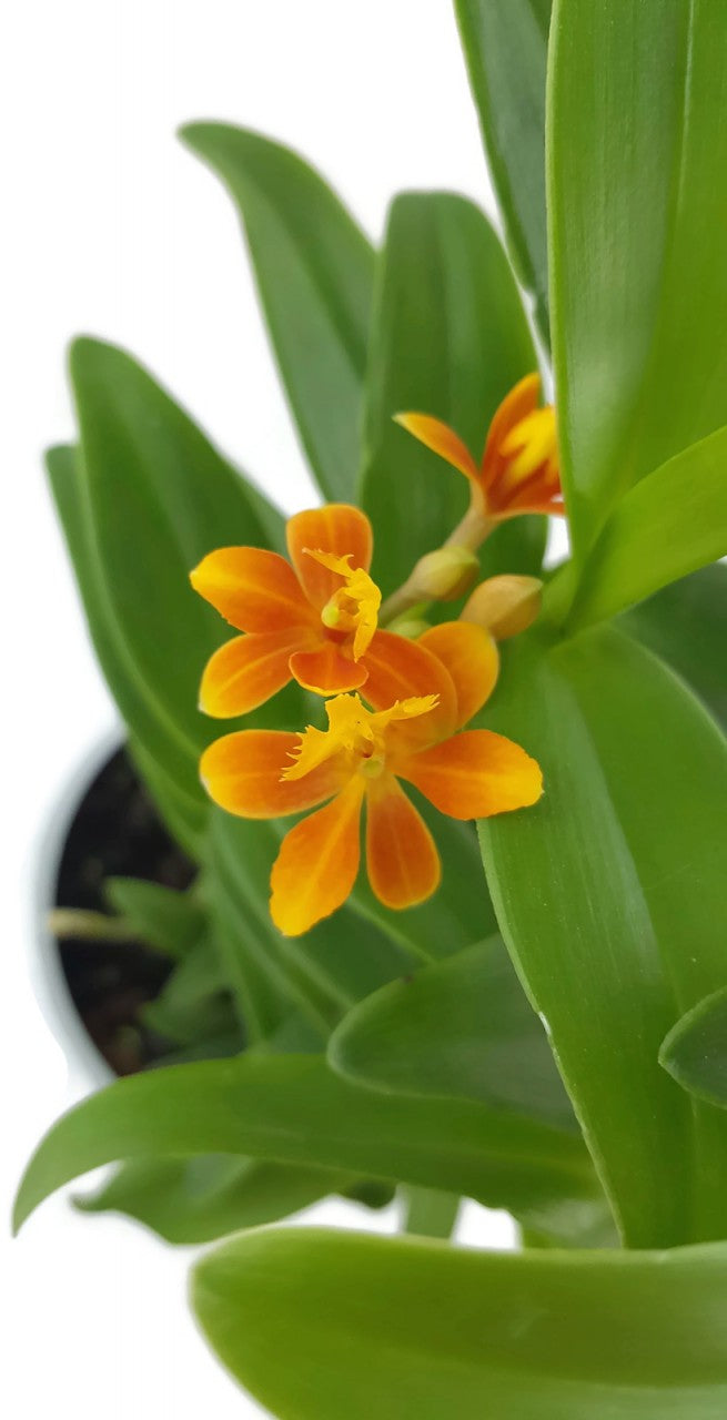 Epidendrum radicans - Schmetterlingsorchidee