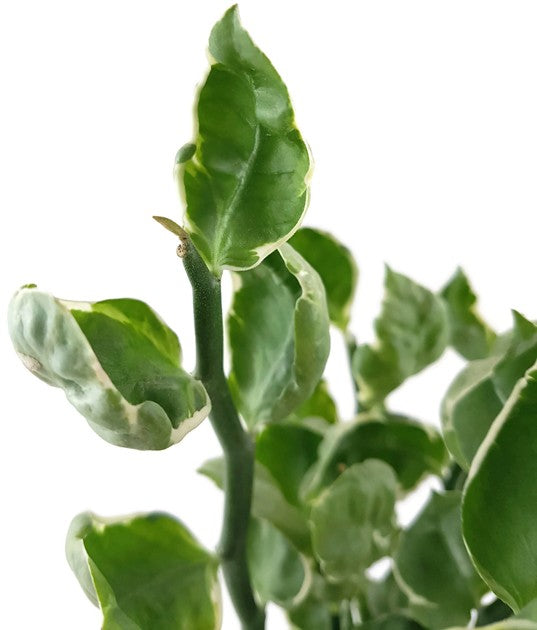 Pedilanthus tithymaloides &quot;Embraceable You&quot; - Teufelsrückrat