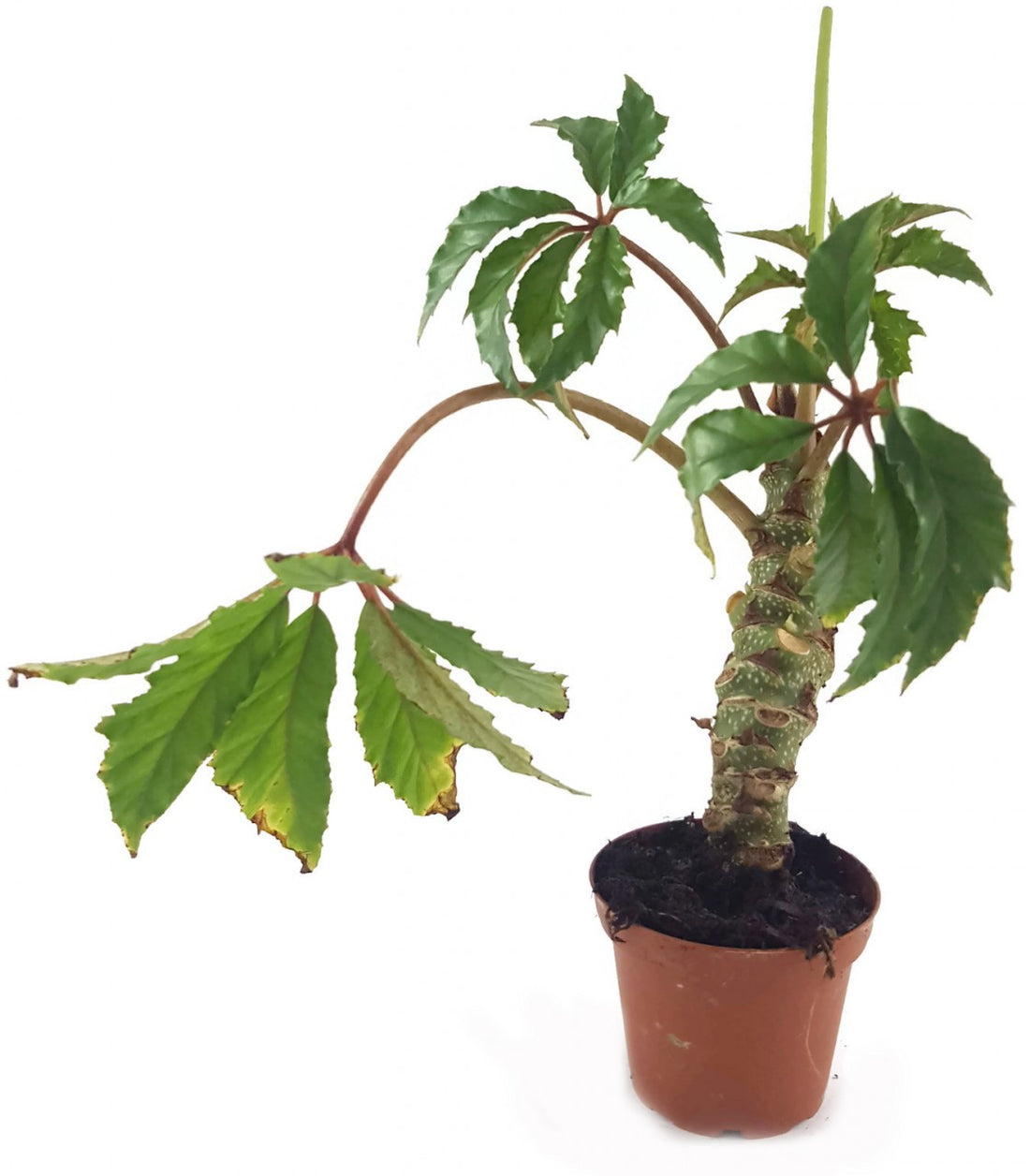 Begonia carolineifolia - Palmenbegonie