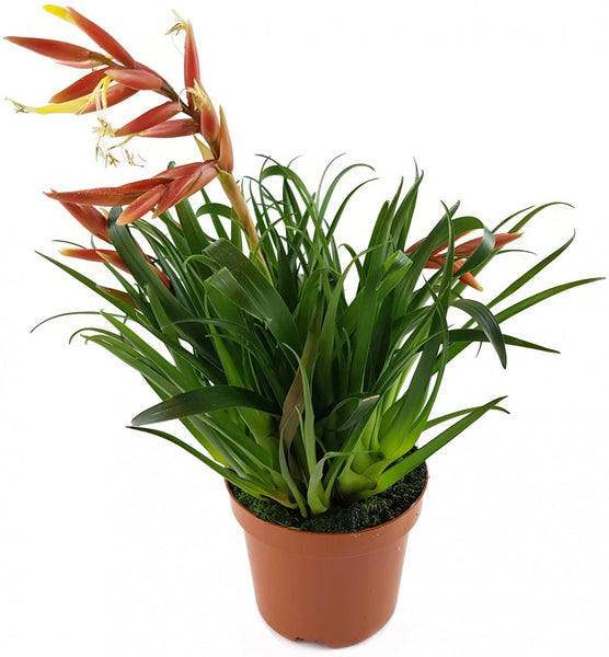 Vriesea Multiflower "Carrera" - Bromelie  Fangblatt GmbH