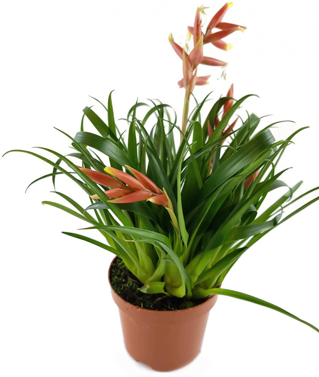 Vriesea Multiflower &quot;Carrera&quot; - Bromelie