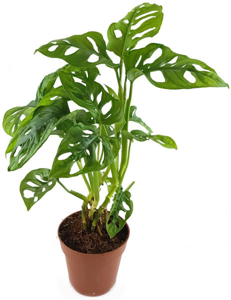 Monstera adansonii