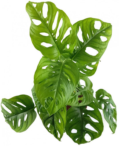 Monstera adansonii - kletterndes Monkey Leaf