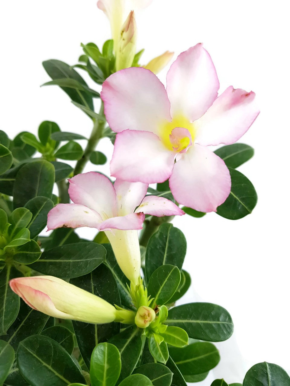 Adenium obesum - Wüstenrose