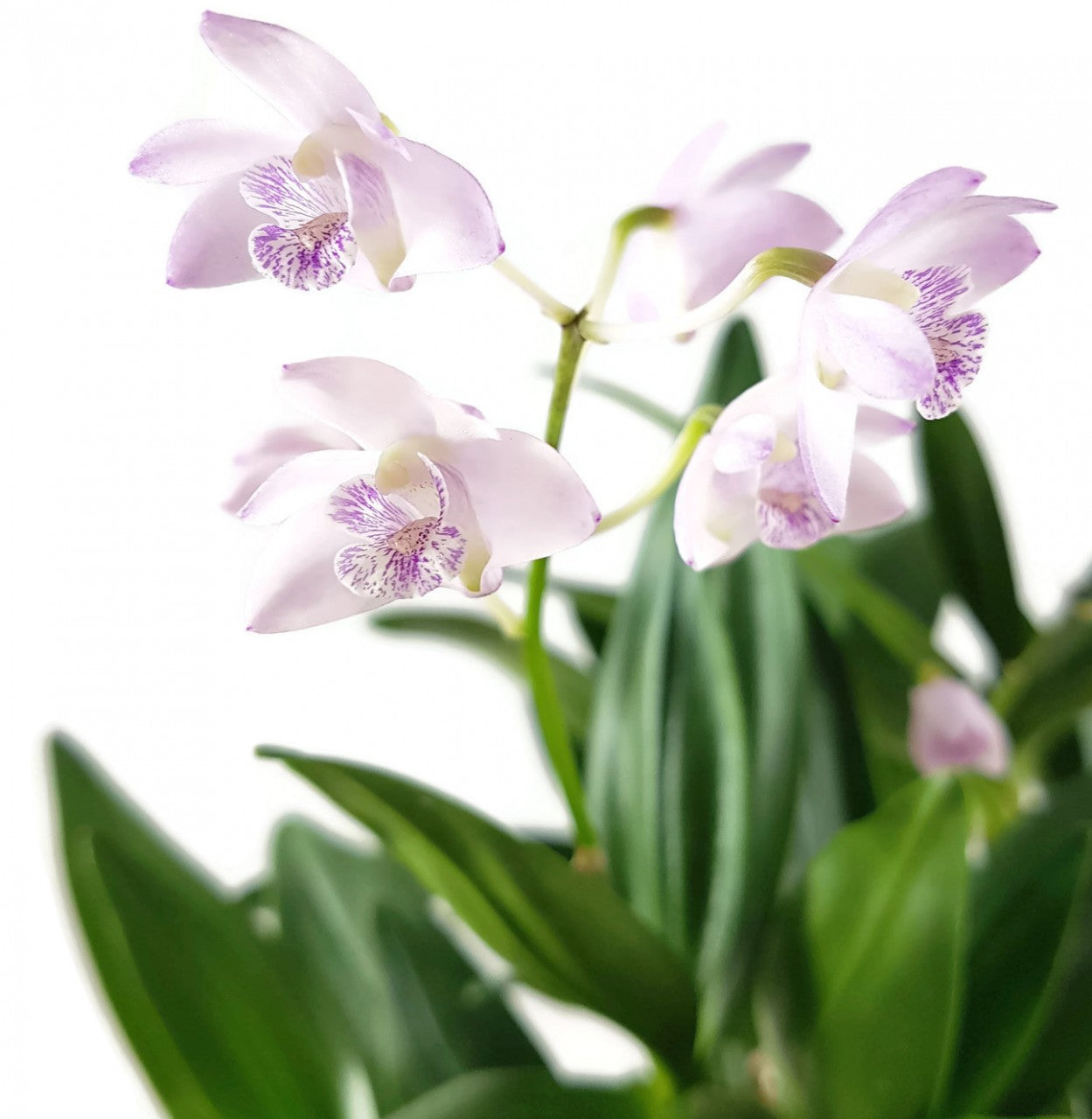 Dendrobium kingianum - Orchidee