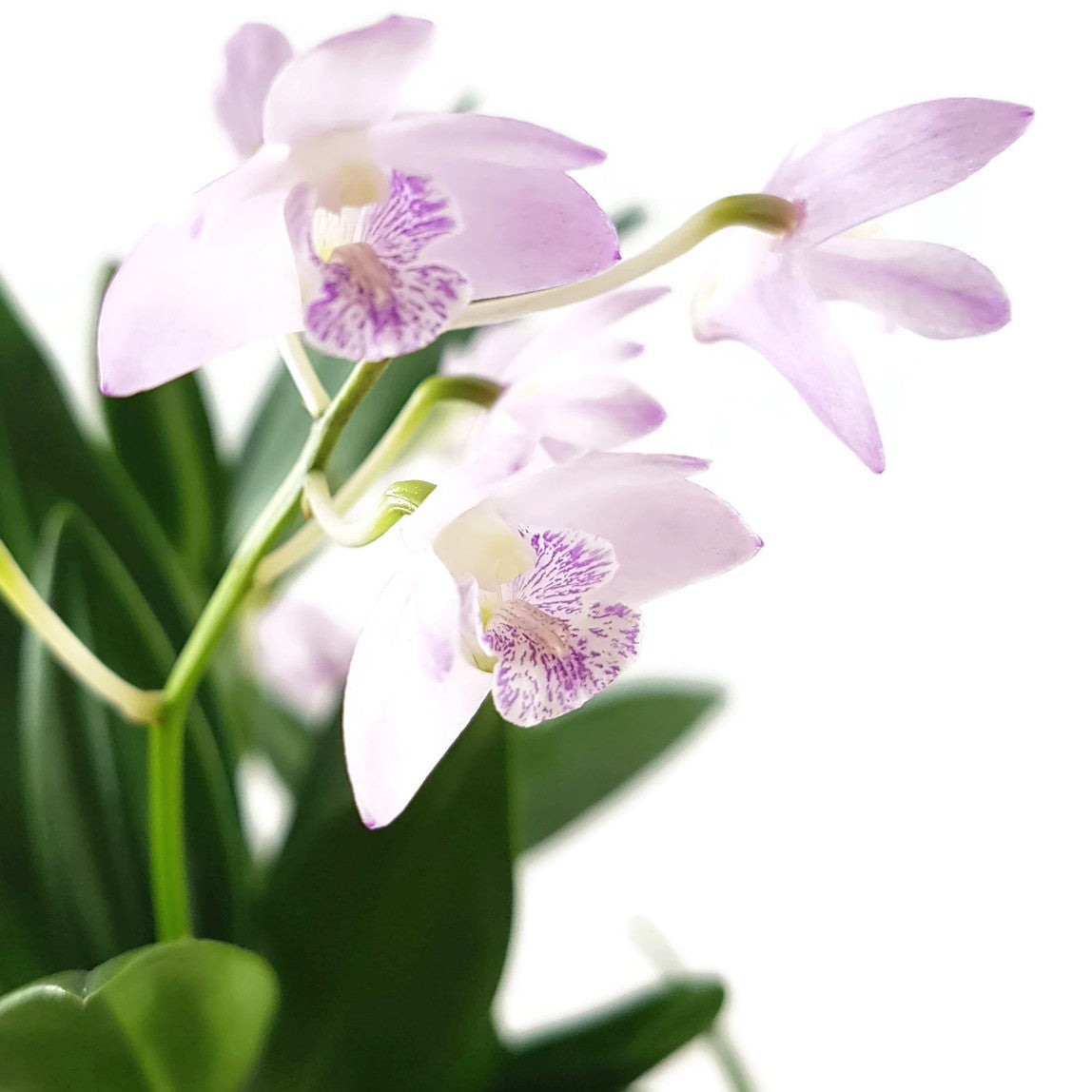 Dendrobium kingianum - Orchidee