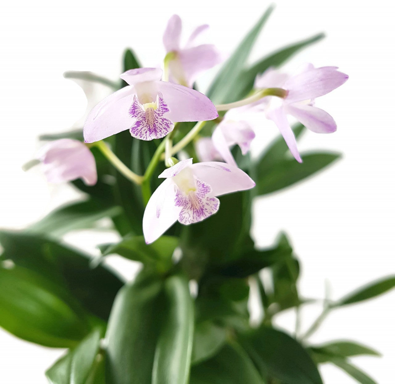 Dendrobium kingianum - Orchidee