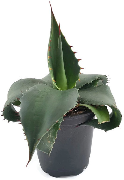 Agave montana - Bergagave