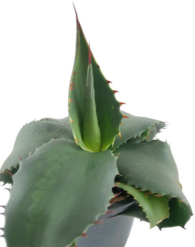 Agave montana - Bergagave