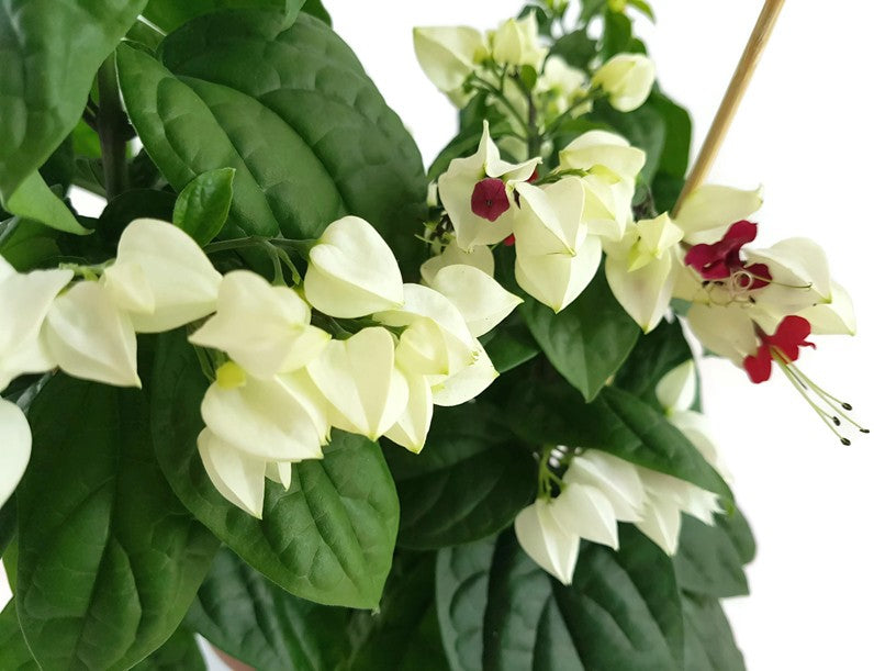 Clerodendrum thomsoniae - Losstrauch - SALE ohne Blüten